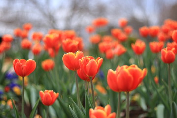 colorful tulips in the park ,japan,chiba