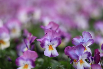 colorful pansy in the park ,japan,tokyo