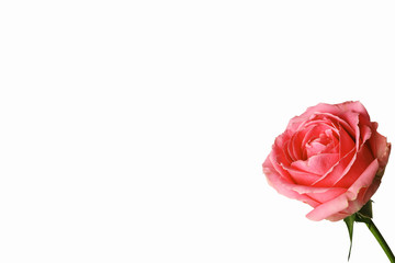 Rose isolated on a white background. Place for text. Front view. Close-up.