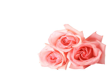 Pink roses isolated on white background. Close-up.