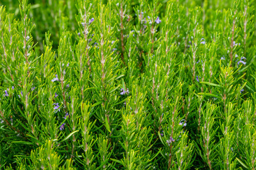 Blossoming rosemary plants (Rosmarinus officinalis or Salvia rosmarinus) in Massandra park. Selected focus. Fresh Rosemary Herb leaves Close-up.