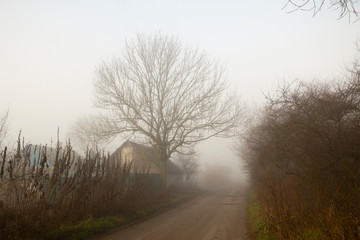 Village dirt road with many pits, big tree and old houses on the side, thick morning fog, deep autumn.