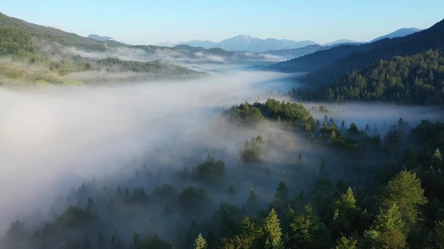 Flight over forest with early morning fog, lake Ferchensee, Bavaria