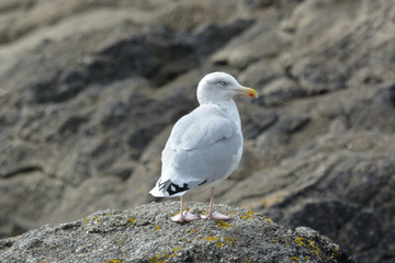 Goéland se retournant .
