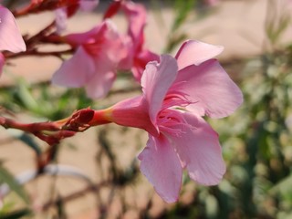 The garden with blooming plant oleander 