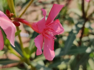 The garden with blooming plant oleander 