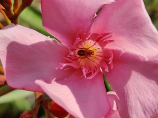 The garden with blooming plant oleander 
