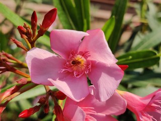 The garden with blooming plant oleander 