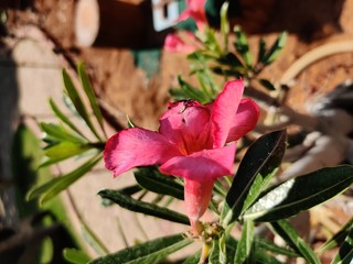 Pink adenium flowers with green leaves background
