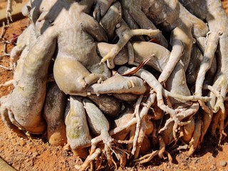 Pink adenium flowers with green leaves background