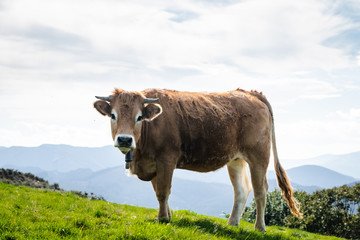 Bulls and cows living in freedom in the mountains