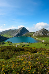 Naklejka na ściany i meble Enol lake in mountains with cows and sheeps on green pasture in national park Picos de Europa, Asturias, Spain