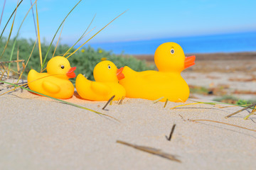 yellow duck on the panorama beach