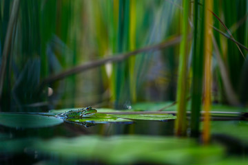 A frog sitting in water.