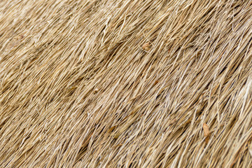 Roof made of straw, closeup view for background
