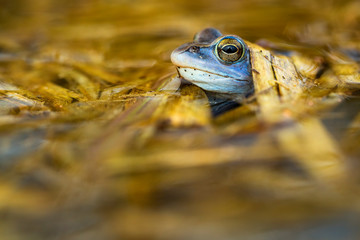 A frog sitting in water.