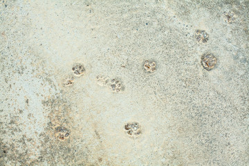 White and colorful messy wall stucco texture background. Decorative wall paint with footprints of cat