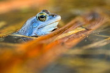 A frog sitting in water.