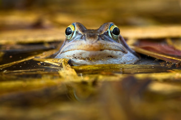 A frog sitting in water.