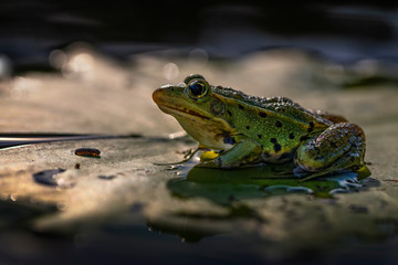 A frog sitting in water.