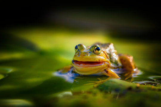 A Frog Sitting In Water.