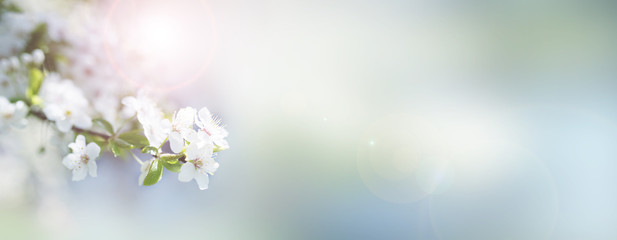 Obraz na płótnie Canvas Blooming cherry branches in spring
