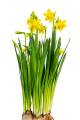 Wonderful Daffodil (Narcissus, Amaryllidaceae) isolated on white background, including clipping path.