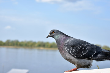 pigeon in the park