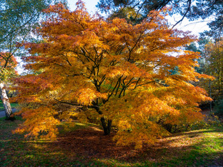 Fototapeta na wymiar Bright yellow leaves on an Acer tree in autumn.