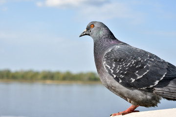pigeon on a background
