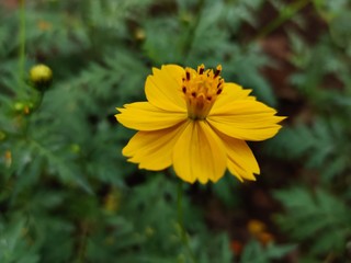 Yellow jacobaea vulgaris flowers with green background