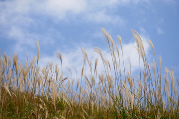 Wild blooming grass in field meadow in nature on background sky with clouds