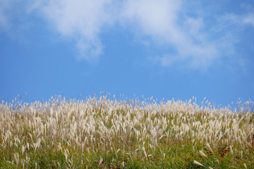 Obraz premium Wild blooming grass in field meadow in nature on background sky with clouds
