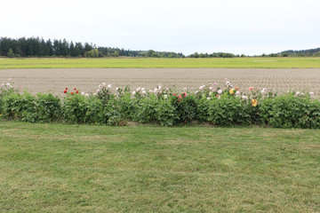 Growing dahlias near a farm field in autumn , Seattle, USA