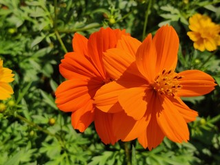 Yellow jacobaea vulgaris flowers with green background