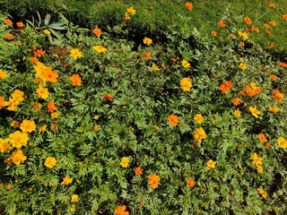 Yellow jacobaea vulgaris flowers with green background