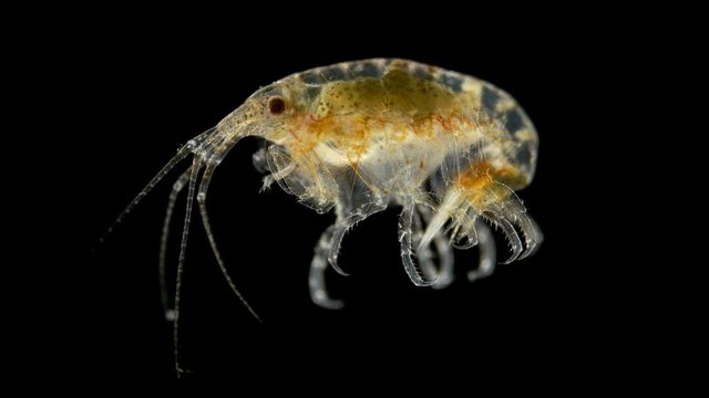 crustacean Gammarus under a microscope, Amphipoda crustaceans, distributed in the benthos of the seas and freshwaters of the whole world, is food for fish, Atlantic Ocean