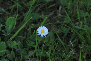 The lonely daisy flower in the garden
