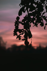 silhouette of a leaf in sunset