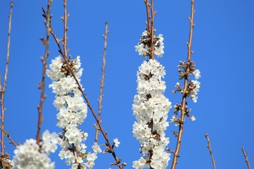 Cherry blossoms in the end of winter