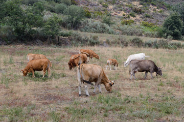 cows grazing on mountain meadow