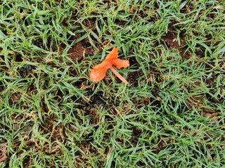 beautiful Cordia sebestena scarlet cordia Geiger tree flower 
