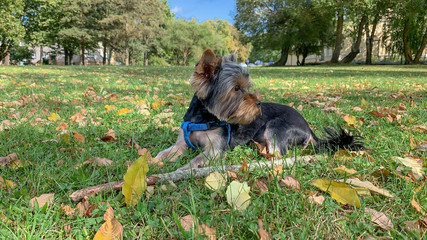 Cute Yorkshire terrier in a park