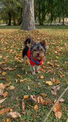 Cute Yorkshire terrier in a park in a red