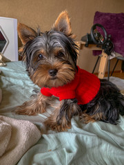 Cute Yorkshire terrier in a red