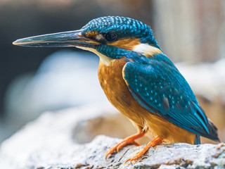 カワセミ kingfisher 1