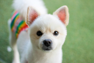 Happy puppies in a private playground