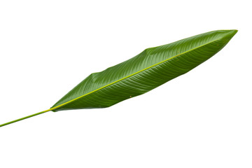 Strelitzia reginae  Heliconia  Bird of paradise foliage isolated on white background  with clipping path