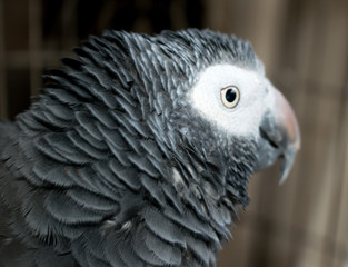  Timneh African Grey ruffles his neck feathers