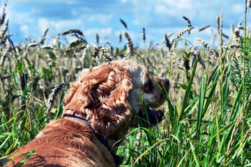 Cocker Spaniel dog walks in the field